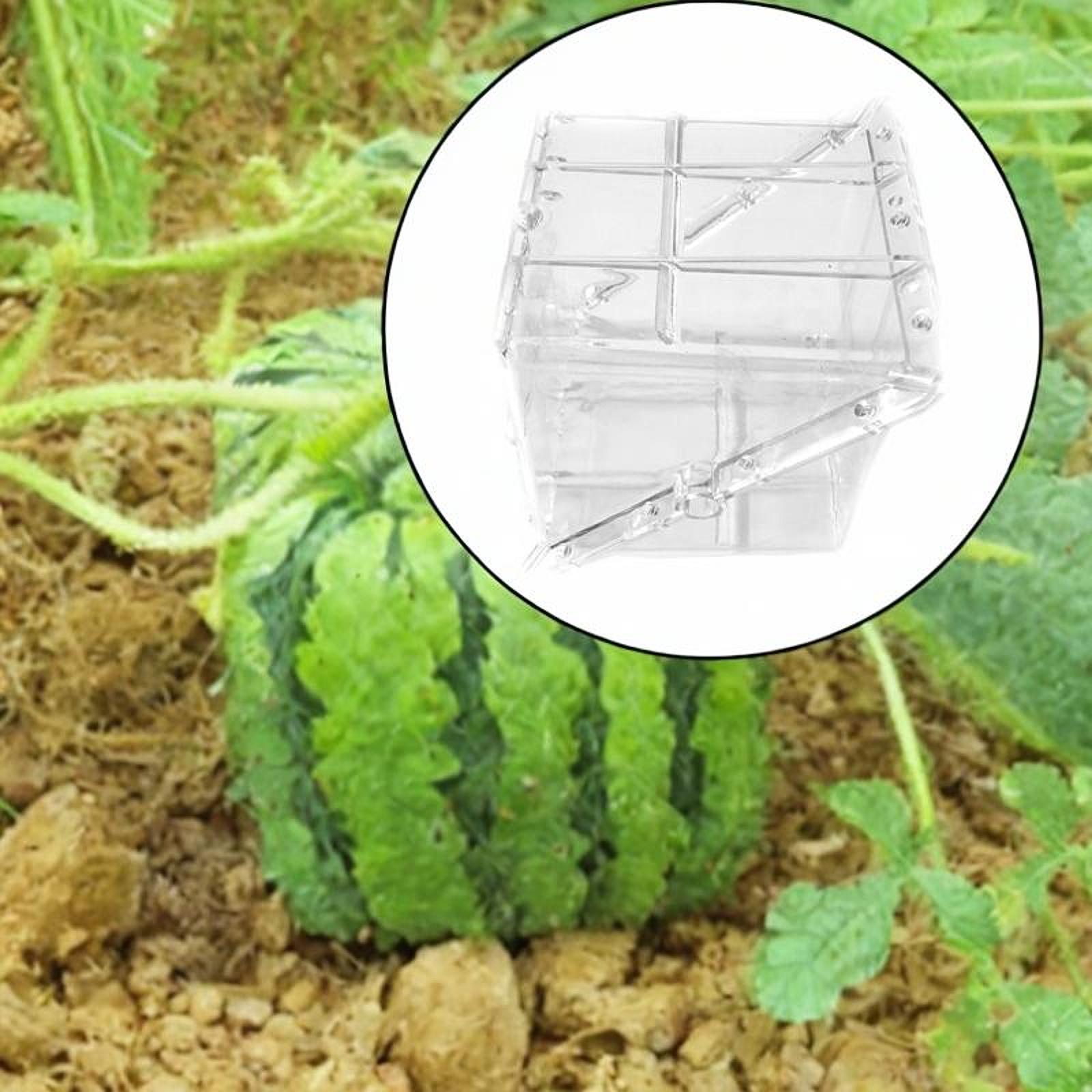 Gardening Tools Unique - 正方形のスイカ成長型成形器具、使いやすい、高張力、ユニークで創造的な透明な庭用フルーツ型ツール